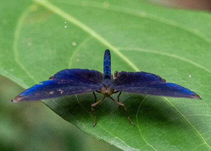 The butterfly Metacharis regalis indissimilis photographed in Peru