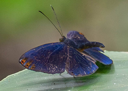 The butterfly Metacharis regalis indissimilis photographed in Peru