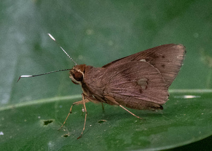 The butterfly Carystoides yenna photographed in Peru
