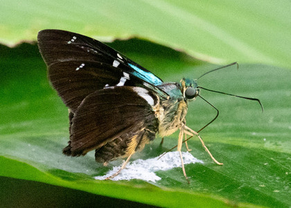 The butterfly Telegonus fulgerator photographed in Peru