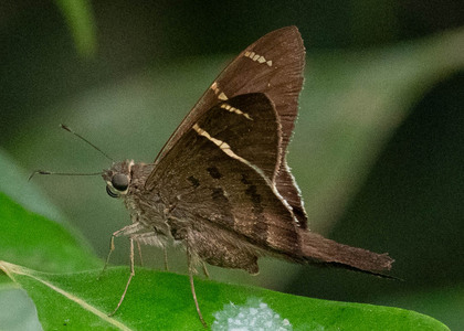 The butterfly Spicauda tanna photographed in Peru