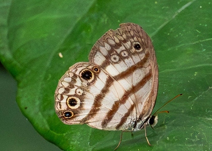 The butterfly Euptychia mollina photographed in Picuroyacu, Iquitos,Peru