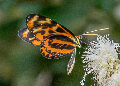 The butterfly Mechanitis polymnia dorissides photographed in Picuroyacu, Iquitos,Peru