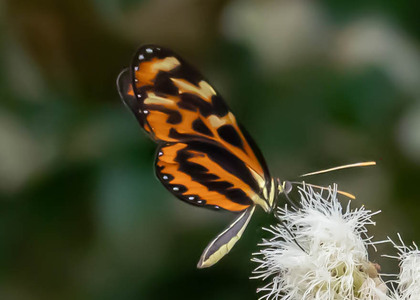 The butterfly Mechanitis polymnia dorissides photographed in Peru