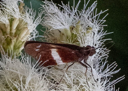 The butterfly Zenis jebus photographed in Picuroyacu, Iquitos,Peru