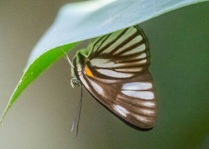 The butterfly Setabis myrtis photographed in Picuroyacu, Iquitos,Peru