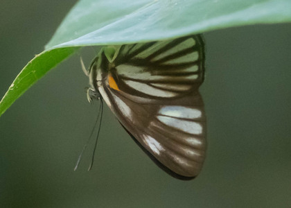 The butterfly Setabis myrtis photographed in Peru
