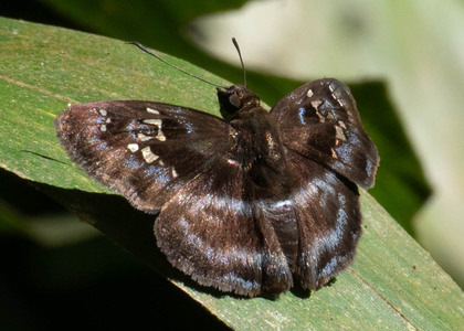 The butterfly Quadrus cerialis photographed in Peru