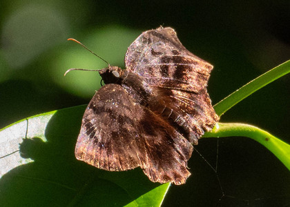 The butterfly Achlyodes busirus heros photographed in Picuroyacu, Iquitos,Peru