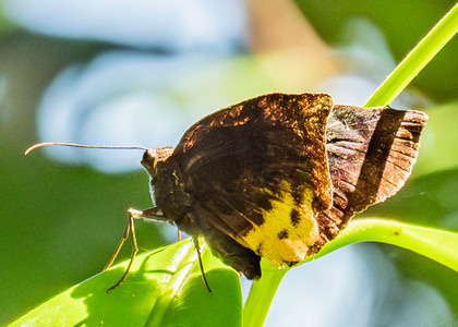 The butterfly Achlyodes busirus heros photographed in Peru