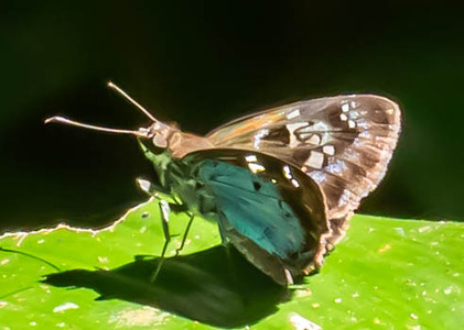 The butterfly Quadrus cerialis photographed in Peru
