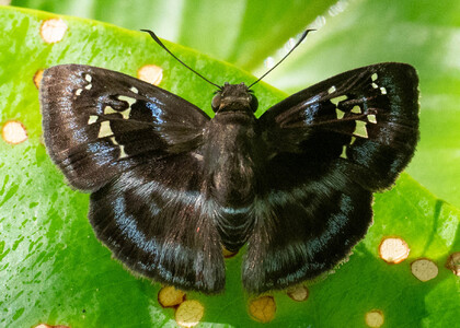 The butterfly Quadrus cerialis photographed in Peru