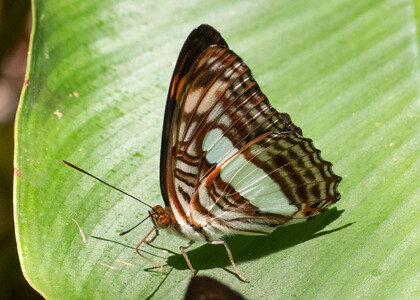 The butterfly Adelpha iphiclus iphiclus photographed in Peru