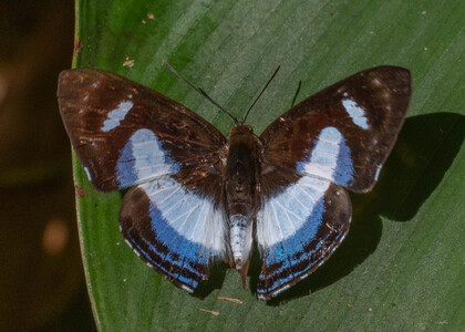 The butterfly Thisbe irenea photographed in Peru