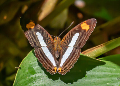 The butterfly Adelpha iphiclus iphiclus photographed in Peru