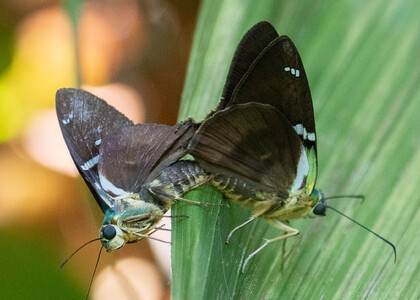 The butterfly Telegonus fulgerator photographed in Peru