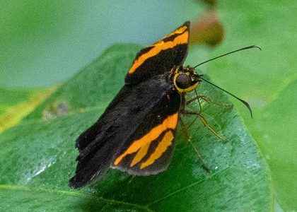 The butterfly Entheus latebrosus photographed in Peru