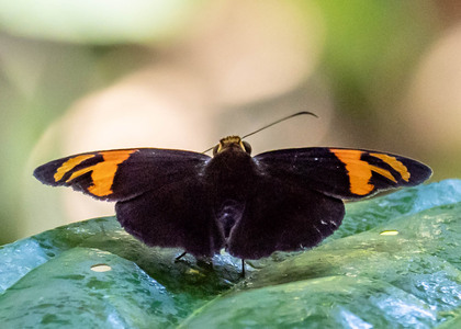 The butterfly Entheus latebrosus photographed in Peru