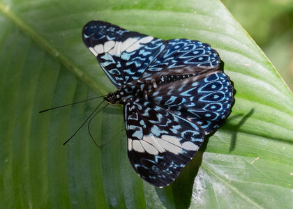 The butterfly Hamadryas amphinome amphinome photographed in Peru