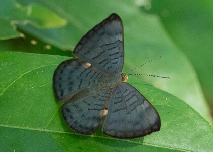 The butterfly Emesis castigata photographed in Pillahuata, Manu Road,Peru