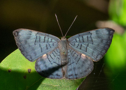The butterfly Emesis castigata photographed in Picuroyacu, Iquitos,Peru