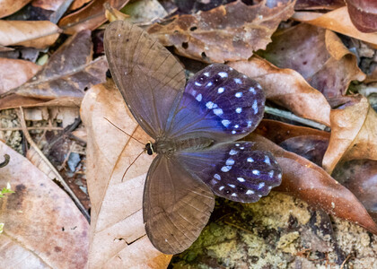The butterfly Pierella lena photographed in Peru