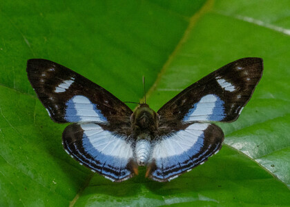 The butterfly Thisbe irenea photographed in Peru