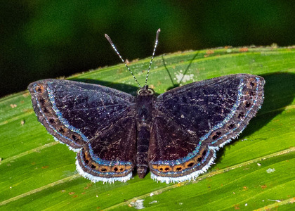 The butterfly Detritivora sp. photographed in Picuroyacu, Iquitos,Peru