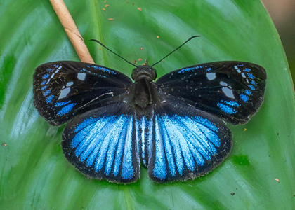 The butterfly Pythonides jovianus jovianus photographed in Pillahuata, Manu Road,Peru