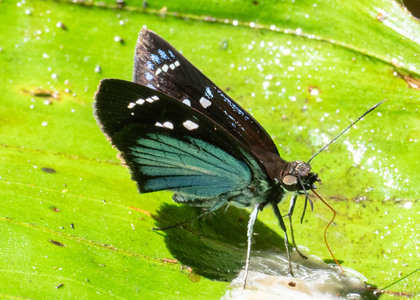 The butterfly Pythonides jovianus jovianus photographed in Peru