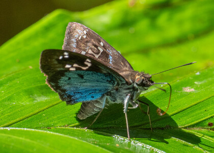 The butterfly Quadrus cerialis photographed in Picuroyacu, Iquitos,Peru
