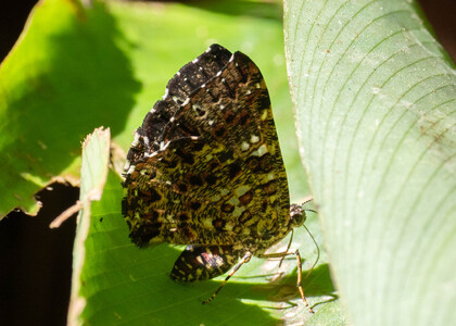 The butterfly Calydna nicolayi photographed in Peru