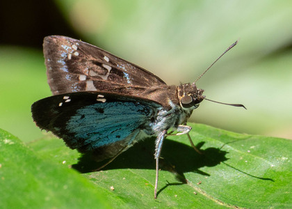 The butterfly Quadrus cerialis photographed in Peru