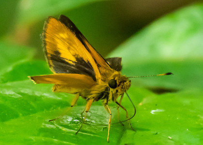 The butterfly Corticea cf. schwarzi photographed in Picuroyacu, Iquitos,Peru