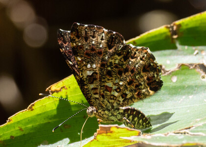 The butterfly Calydna nicolayi photographed in Peru