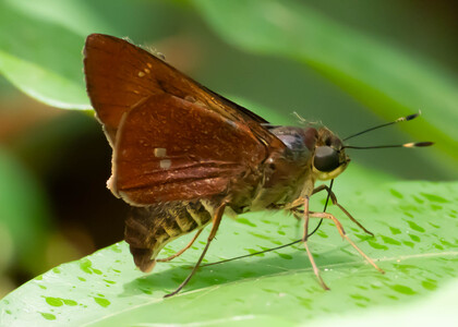 The butterfly Decinea denta photographed in Peru
