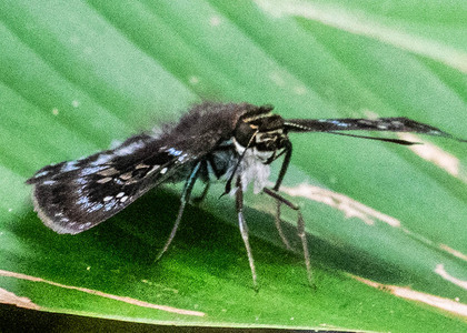 The butterfly Quadrus cerialis photographed in Peru