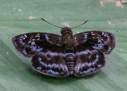 The butterfly Quadrus cerialis photographed in Peru
