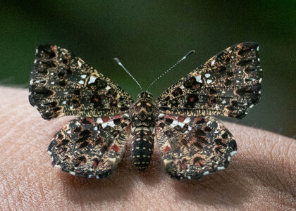 The butterfly Calydna nicolayi photographed in Peru