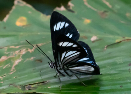 The butterfly Thisbe (Uraneis) hyalina photographed in Pillahuata, Manu Road,Peru