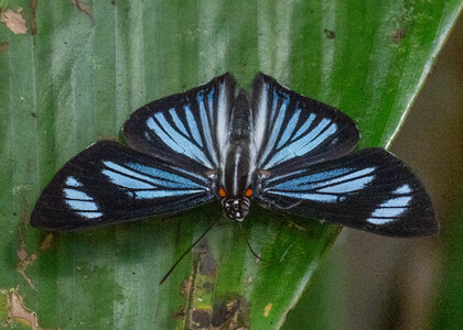 The butterfly Thisbe (Uraneis) hyalina photographed in Peru