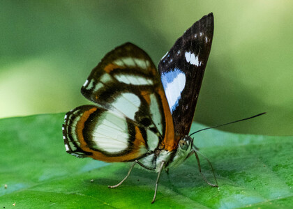 The butterfly Thisbe irenea photographed in Pillahuata, Manu Road,Peru