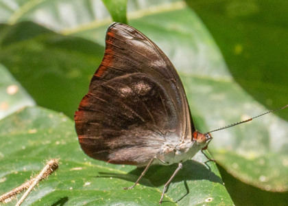 The butterfly Catonephele acontius acontius photographed in Peru