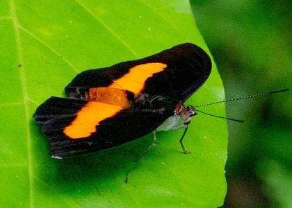 The butterfly Catonephele acontius acontius photographed in Peru