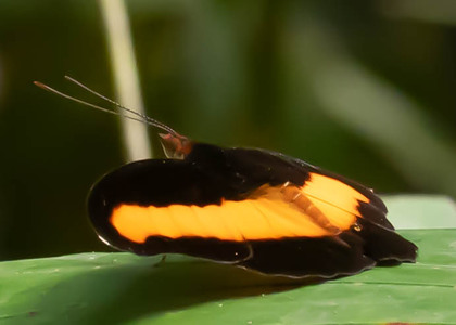 The butterfly Catonephele salacia photographed in Peru