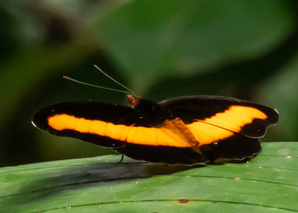 The butterfly Catonephele salacia photographed in Peru
