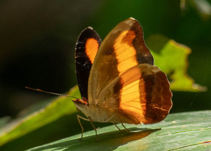 The butterfly Catonephele salacia photographed in Picuroyacu, Iquitos,Peru