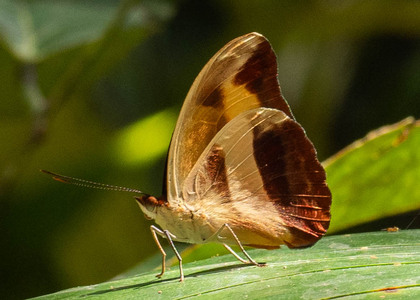 The butterfly Catonephele salacia photographed in Peru