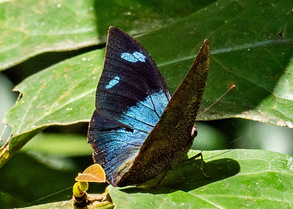The butterfly Memphis glauce photographed in Picuroyacu, Iquitos, Peru
