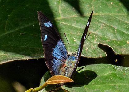 The butterfly Memphis glauce photographed in Peru